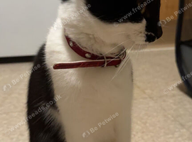 Oreo