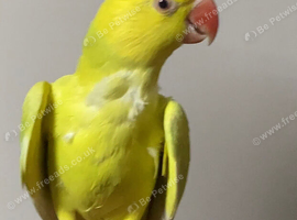 Tame Baby mutation Ringneck