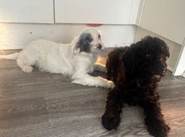 Cockapoo pups