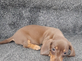 Dashund pups