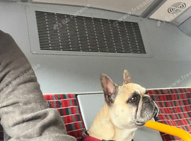Frenchie forsale