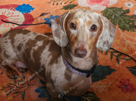 Dachshund