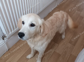 Kc reg Golden retriever female