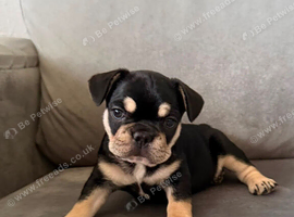 French bulldog puppies