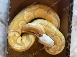 firebelly x banana albino royal python