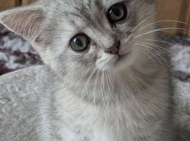 STUNNING CHINCHILLA PERSIAN BRITISH BLUE SHORTHAIR KITTENS