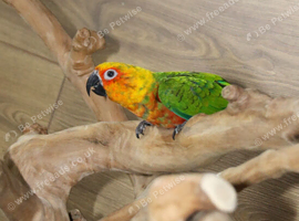 Jenday Conure untamed babies available.11
