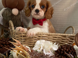 Cavalier King Charles