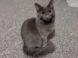 russian blue/ragdoll