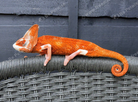 CHAMELEONS
