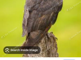 Barn owl