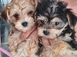 Yorkshire Terrier / Morkies