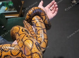Adult brazilian rainbow boa