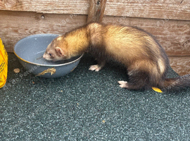 17 weeks old ferret Jill