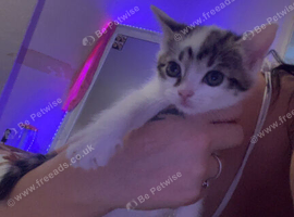 10 week old kittens