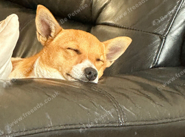 Stunning female jack Russell