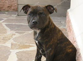 14 week old Staffy