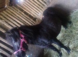 Reg. Miniature Shetland mare, 5yrs,