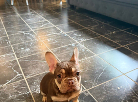 French bulldog puppy