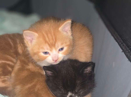 Ginger X Calico kittens for sale