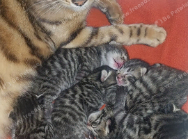 Beautiful black and silver bengals