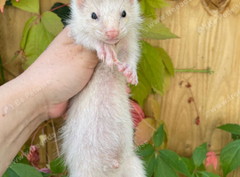 Semi angora kits available