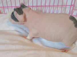 Skinny pig boys for sale