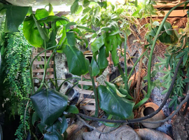 3 crested geckos and large eco terra with stand and all accessories