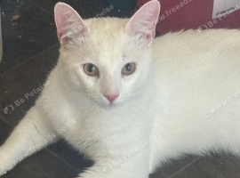 Turkish angora male