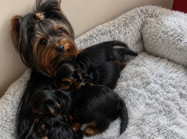 Mini Yorkshire terrier puppies