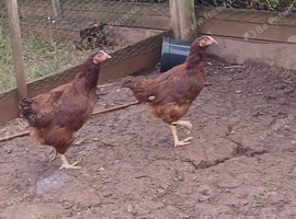 Rhode island red pullets.