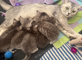 GCCF registered kittens