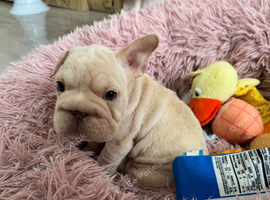 French bulldog puppies ready now!