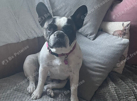 9 year old French bulldog girl needs to be rehomed