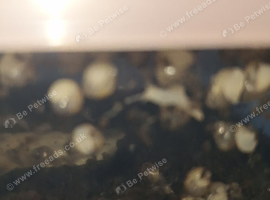Baby african land snails
