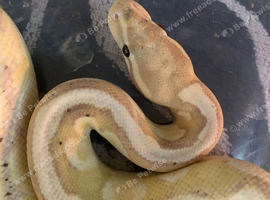Banana pastel ball python FEMALE