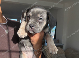 8 Staffy x Frenchie puppies