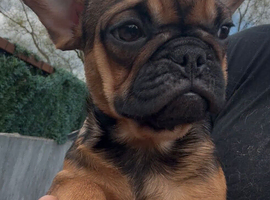 Female French bulldog