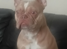 Male frenchie