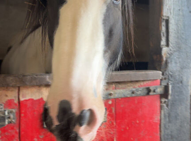 Beautiful Coloured Cob Gelding Looking For Sharer