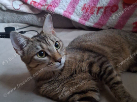 Sweet & Playful &ndash; Tulip Looking for a Loving Home