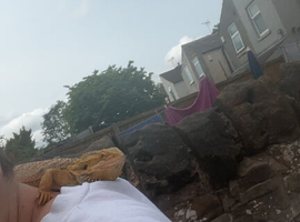 Make bearded dragon