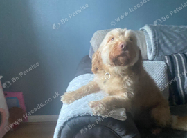 Cockerpoo