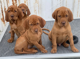 KC reg  Hungarian Vizslas
