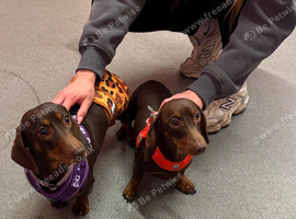Mini dachshund puppies