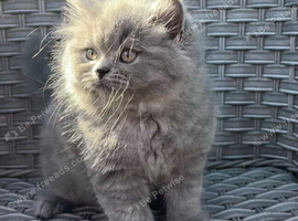 2 GCCF Blue  British Long Hair Kittens