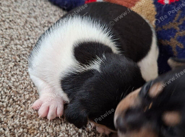 Jack russell puppies