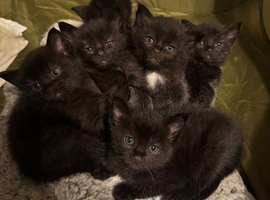 Mixed breed kittens
