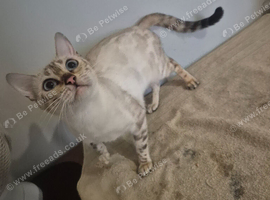 Bengal snow lynx female