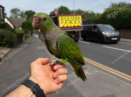 15 months old Amazon parrot  friendly